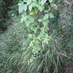Cardiospermum grandiflorum