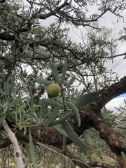 Santalum spicatum