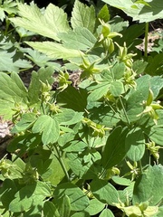 Thalictrum sparsiflorum