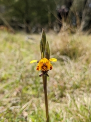 Diuris semilunulata