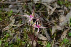 Caladenia versicolor