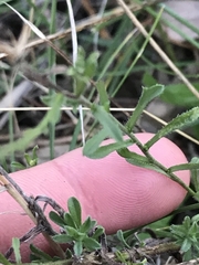 Vittadinia cuneata
