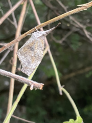 Libytheana carinenta mexicana