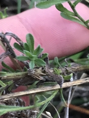 Vittadinia cuneata