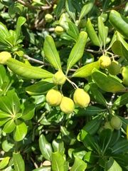 Pittosporum tobira