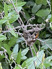 Libytheana carinenta mexicana