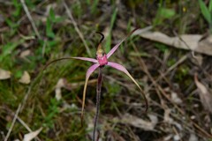Caladenia versicolor