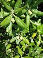 Pittosporum tobira