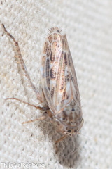 Athysanini