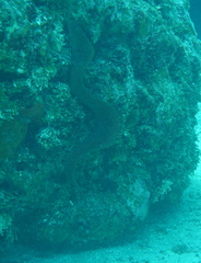 Gymnothorax miliaris