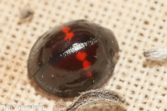 Chilocorus bipustulatus