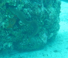 Gymnothorax miliaris