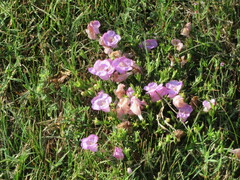 Agalinis heterophylla