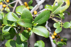 Denhamia bilocularis