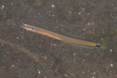 Gunnellichthys curiosus