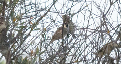 Passer hispaniolensis