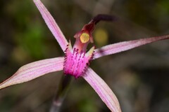 Caladenia versicolor