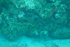 Gymnothorax miliaris