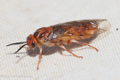 Neodiprion sertifer