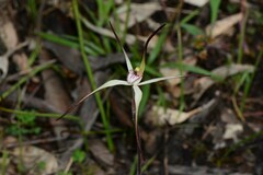 Caladenia versicolor