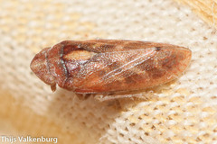 Tettigometra