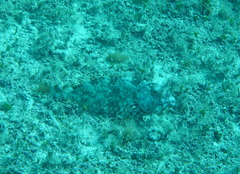 Sparisoma chrysopterum