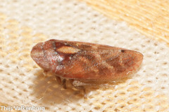 Tettigometra