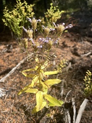 Eucephalus ledophyllus