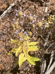 Eucephalus ledophyllus