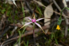 Caladenia versicolor