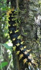 Leucanella viridescens