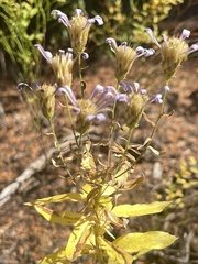 Eucephalus ledophyllus
