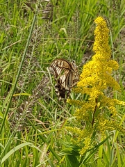 Papilio machaon hippocrates