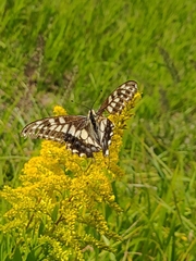 Papilio machaon hippocrates