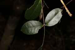 Loeseneriella barbata