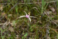 Caladenia versicolor