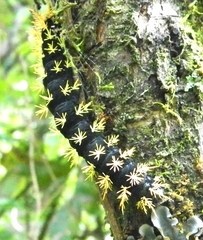 Leucanella viridescens