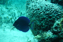 Acanthurus coeruleus