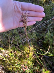 Platanthera clavellata