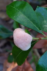 Exobasidium vaccinii