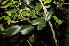 Loeseneriella barbata