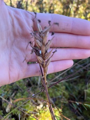 Platanthera clavellata