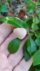 Exobasidium vaccinii