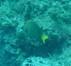 Microspathodon chrysurus