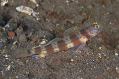 Amblyeleotris periophthalmus