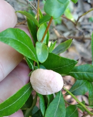 Exobasidium vaccinii