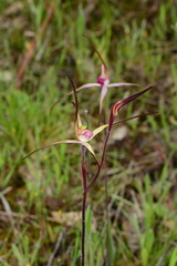 Caladenia versicolor