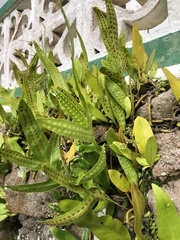 Polypodiaceae