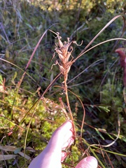 Platanthera clavellata