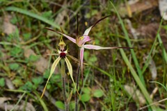 Caladenia parva